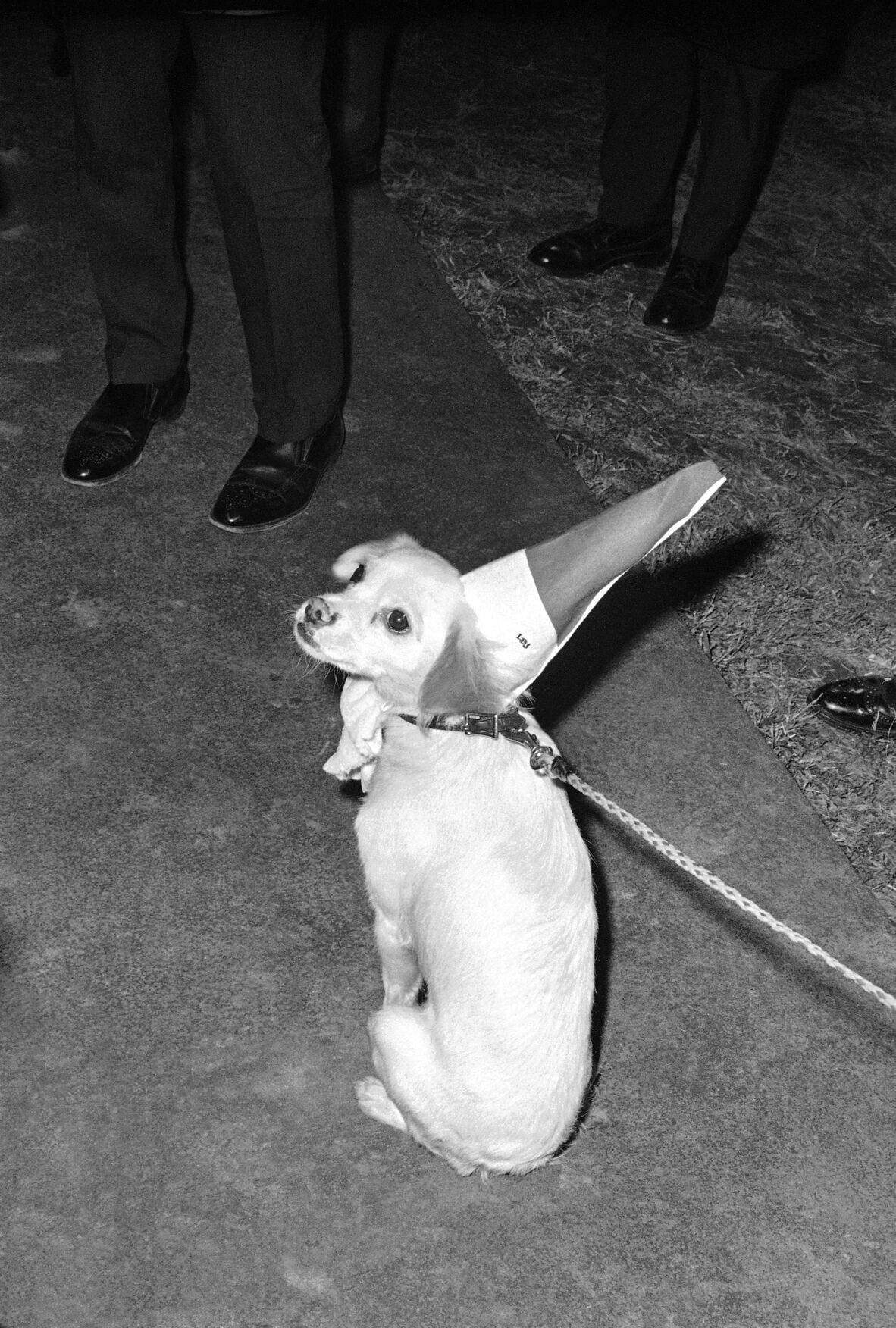 Presidential Pets 1967